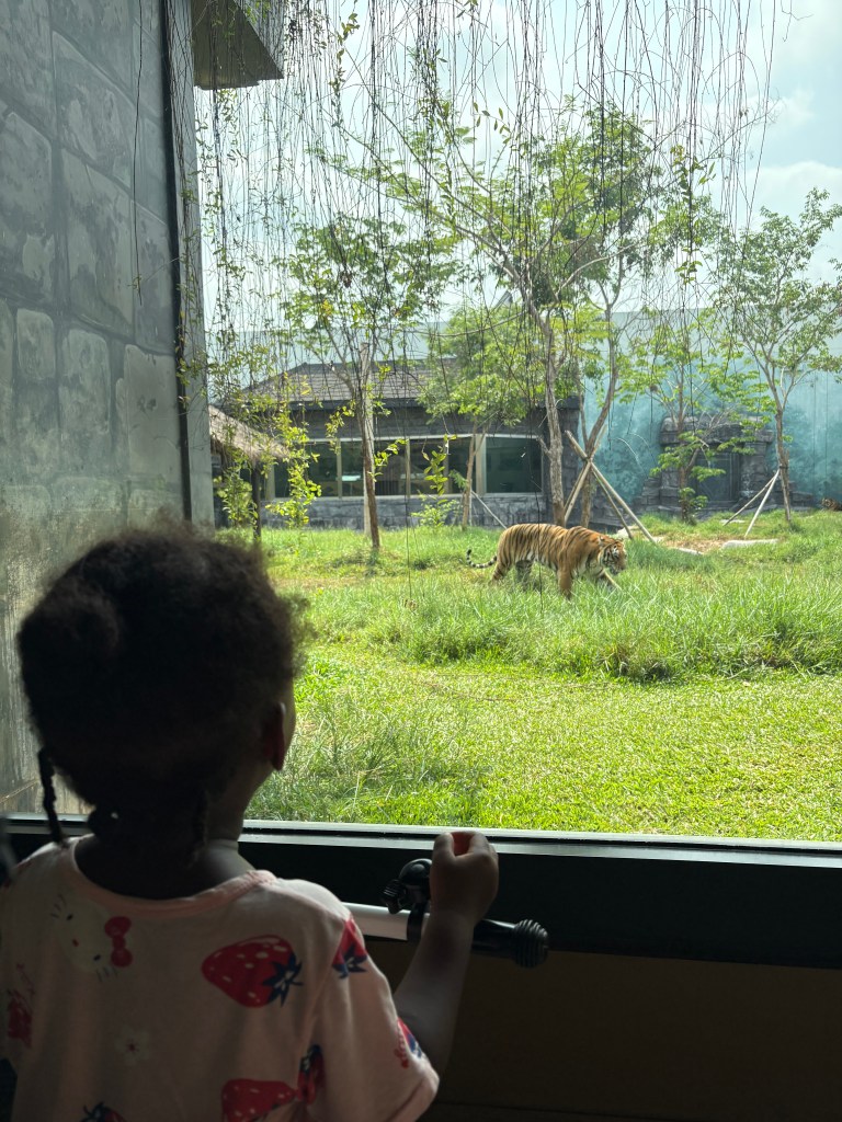 Child looking through a window at a tiger walking in a zoo enclosure